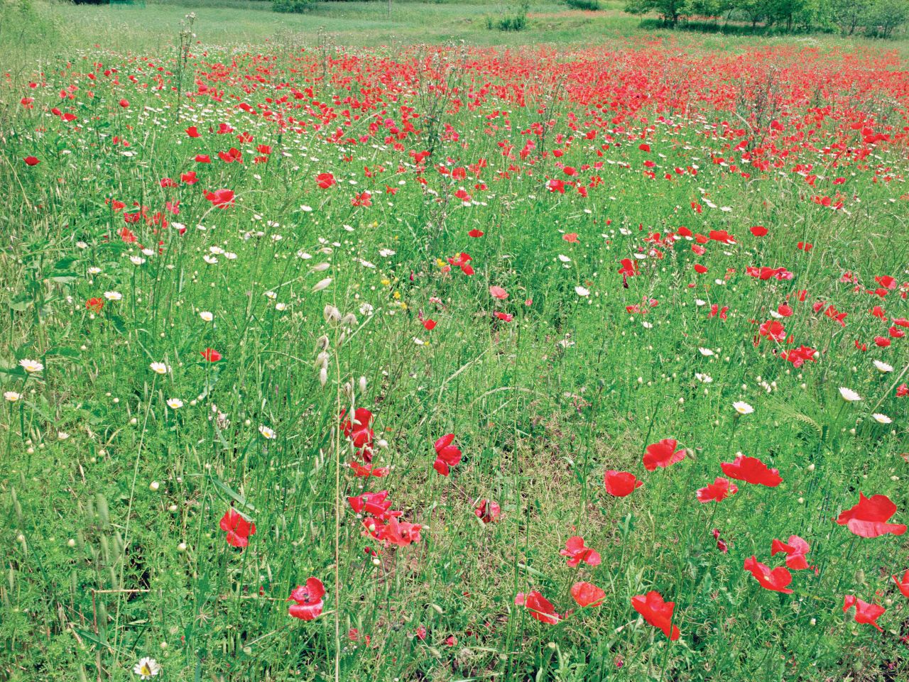 In the summer, meadows are full of colorful wildflowers, including poppies.