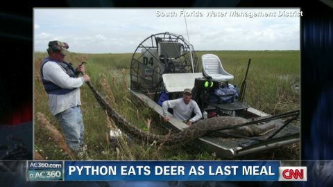 Scientists examine record python found in Florida in effort to stop ...
