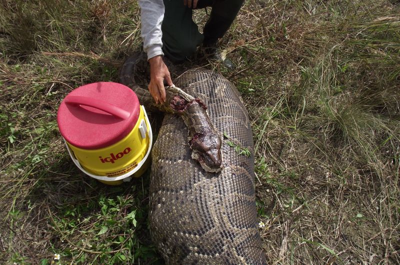 This Is How Pythons Can Devour Enormous Prey | CNN