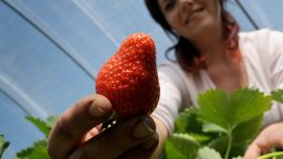 Violetta, seasonal harvest worker from Poland, crops strawberries during the opening of the crop season on May 19, 2010 in Luedinghausen, western Germany. 