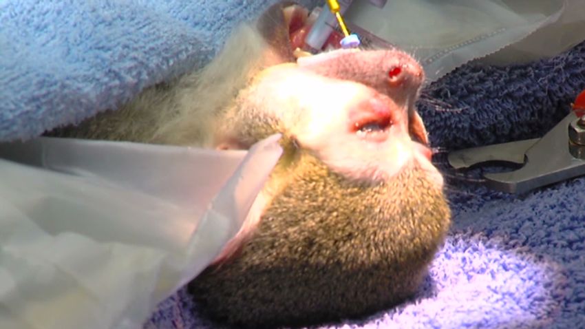 von monkey root canal_00004218
