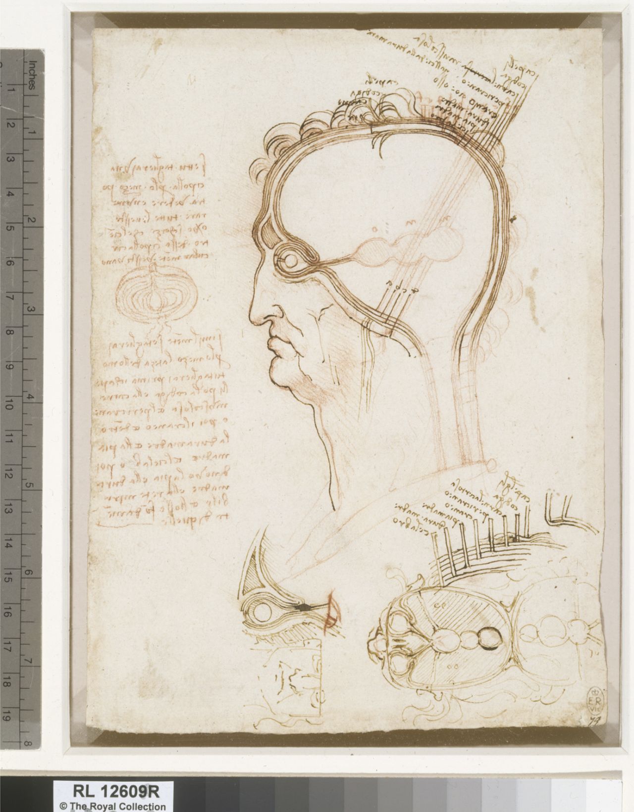 The show also contains drawings by Leonardo da Vinci, including this anatomical drawing of the ventricles of the brain and the layers of the scalp (c. 1490-4)