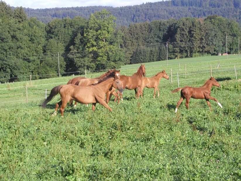 Azerbaijan's Ministry of Agriculture has drawn up a number of horse breeding programs and taken steps to improve veterinary services to try and protect the breed and increase numbers. 
