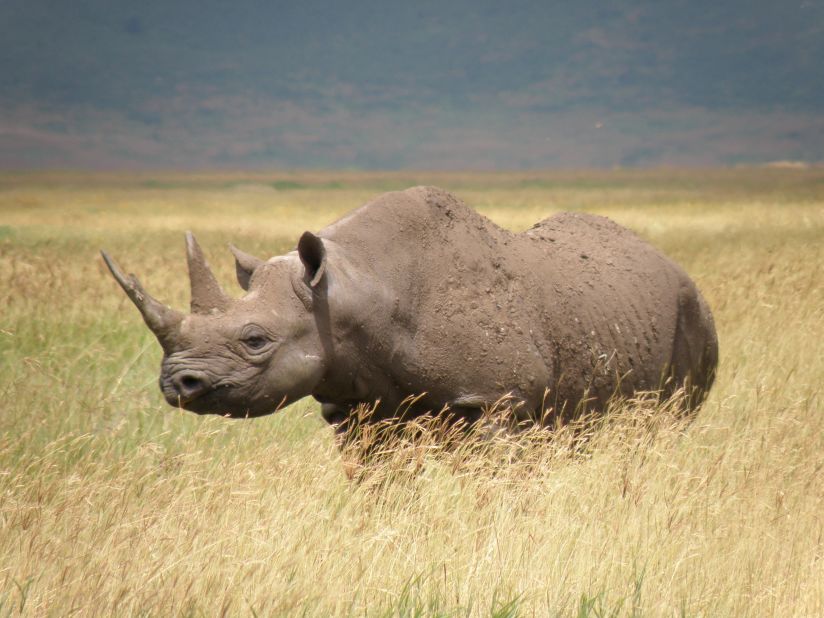 Poaching and lack of conservation have made a subspecies of Africa's black rhino (pictured) extinct. 