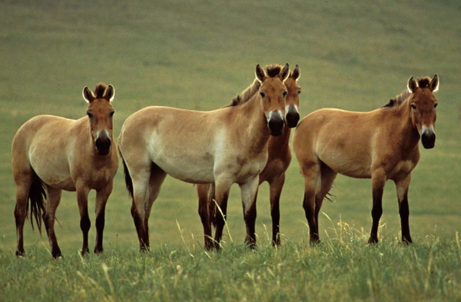 In 1996 the Przewalski's Horse was listed as "extinct in the wild." But thanks to a captive breeding program its population has risen to around 300, say the IUCN.