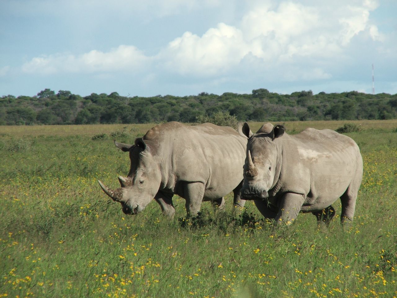 Africa's northern white rhino is "teetering on the brink of extinction" according to the lastest IUCN Red List