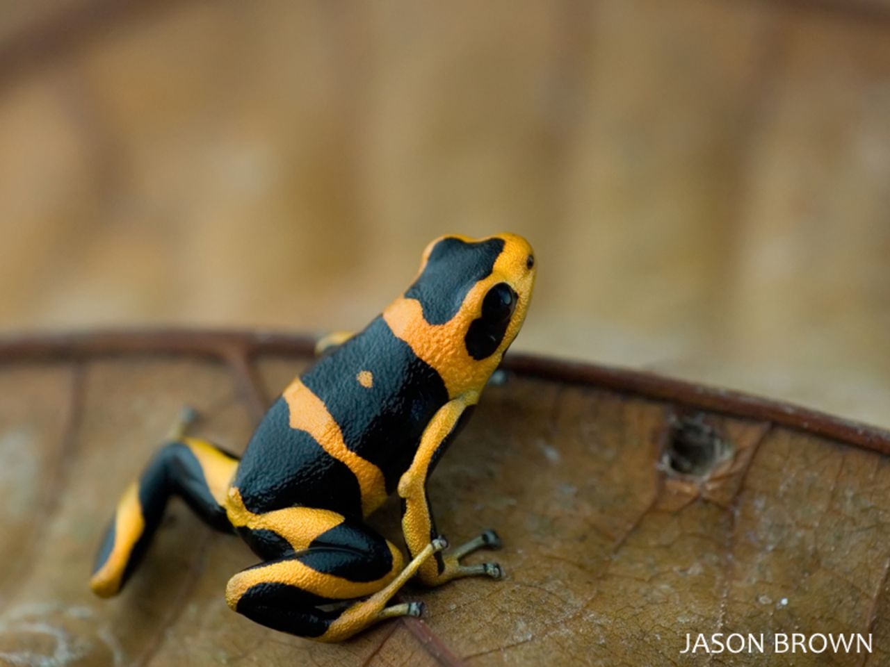 The summers' poison frog is a recently discovered amphibian which is classified as endangered. 