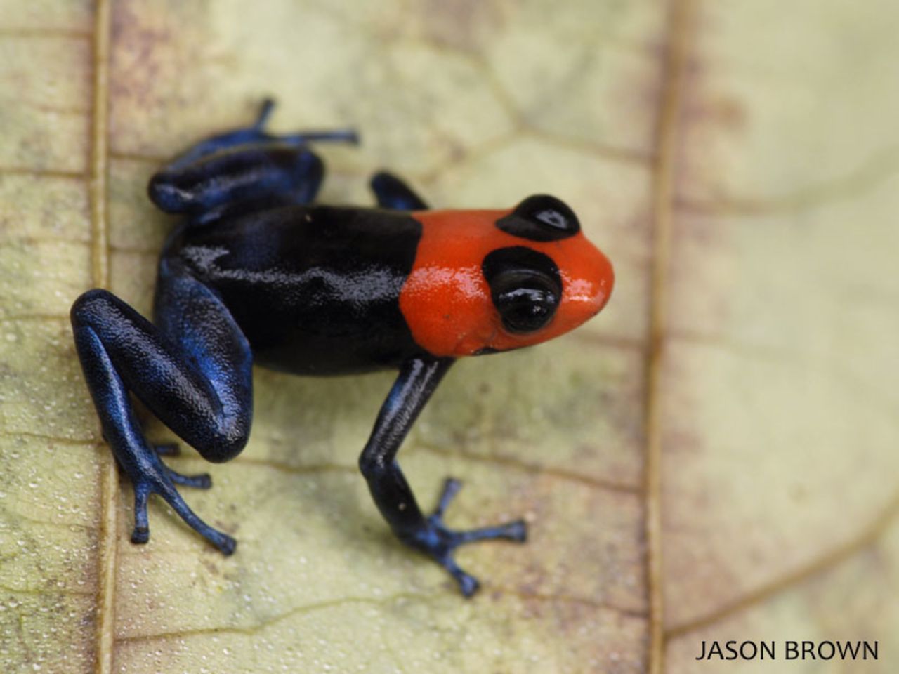 The blessed poison frog is currently listed as vulnerable, say the IUCN.