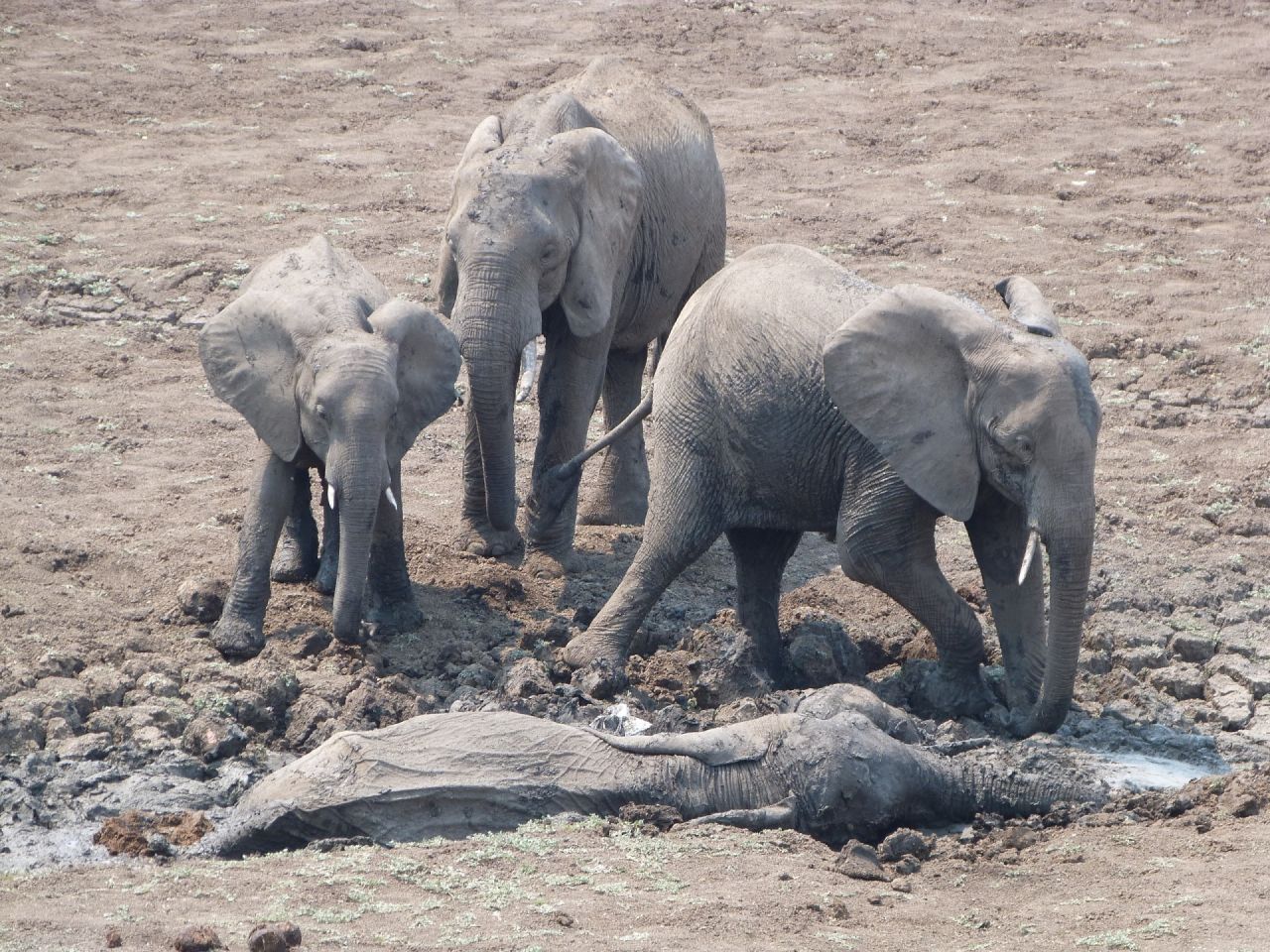 Dramatic rescue of mother and baby elephant | CNN