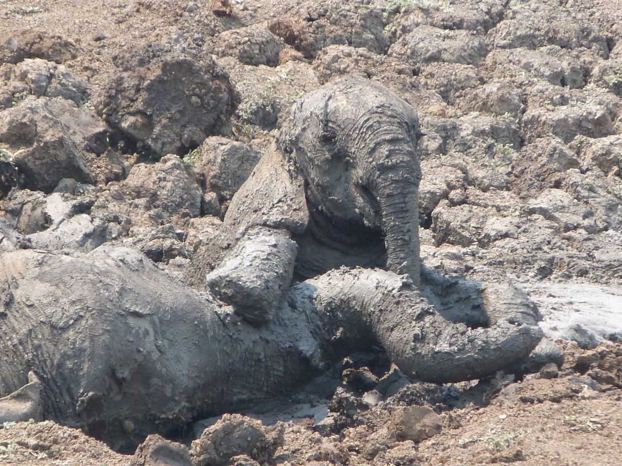 A mother and baby elephant were found distressed and dehydrated, sinking in deep mud at a safari park in Zambia. 
