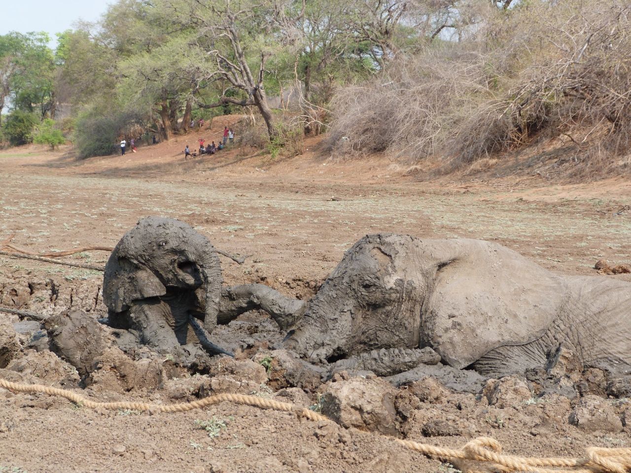 Staff from Kapani Safari Lodge used a rope in order to pull the baby elephant from the mud.