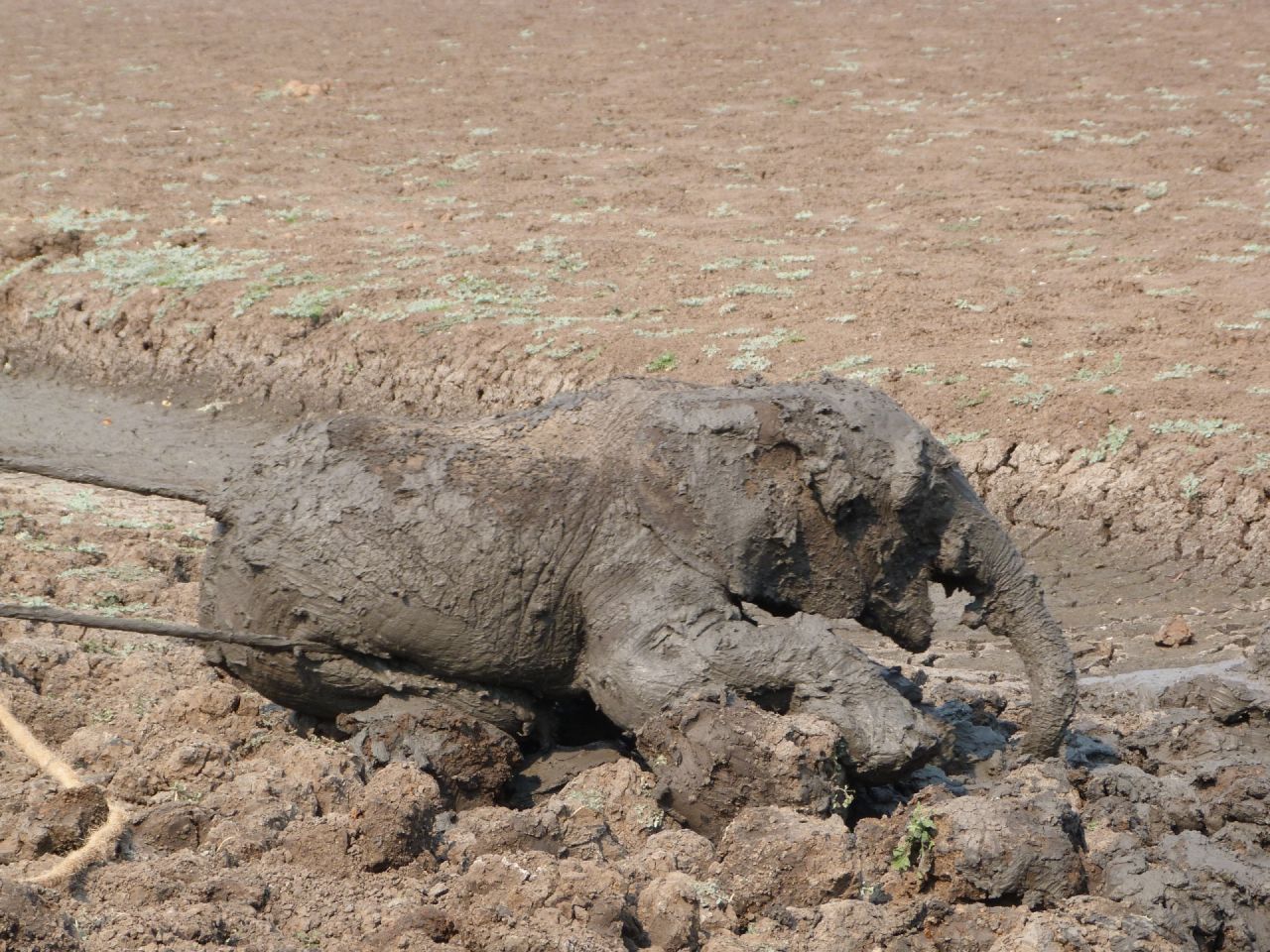 The baby elephant, although reluctant to leave its mother, was eventually pulled out.