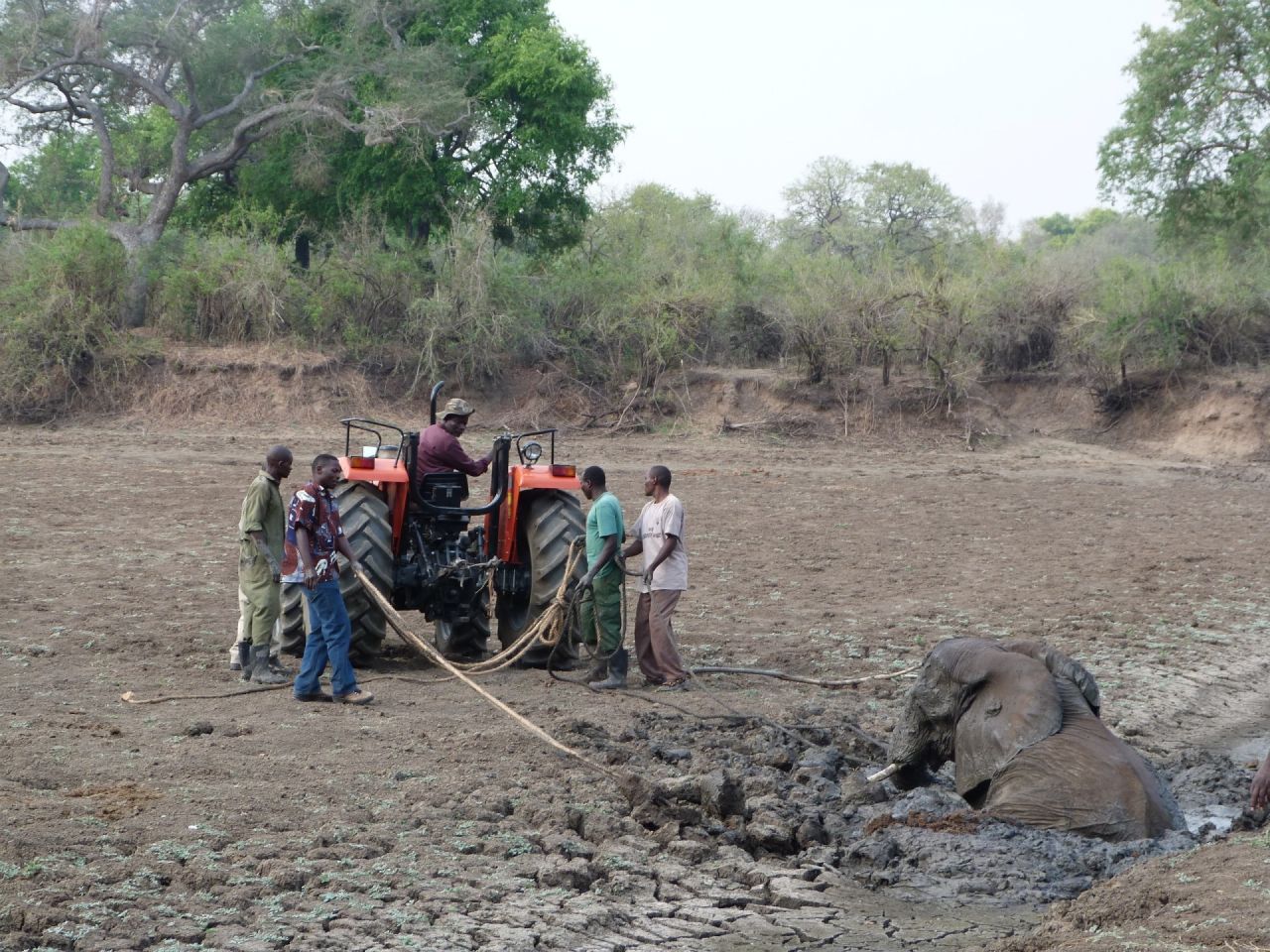 The weight and size of the adult elephant posed a greater problem. A tractor was brought in, in order  to extract her from the mud.