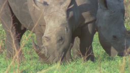 curnow.safrica.rhino.war_00001227