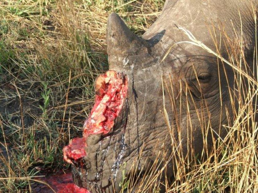 Africa's black rhino has recently been announced as extinct. Here, a rhino lies dead after poachers took its horn in Mpumalanga state, in September this year.