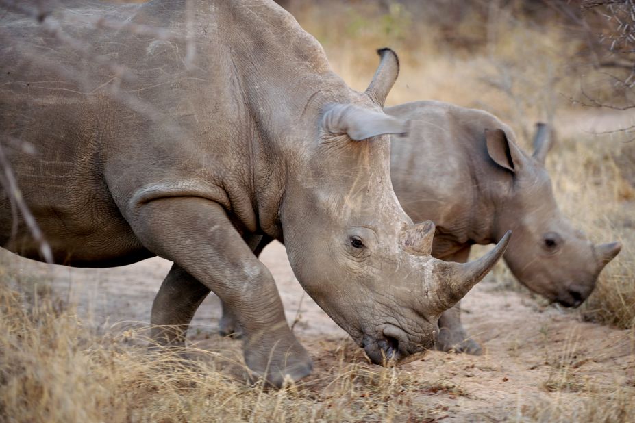According to the World Wildlife Fund, so far in 2011 more than 340 rhinos have been killed. WARNING: This gallery contains graphic images. Discretion is advised. 