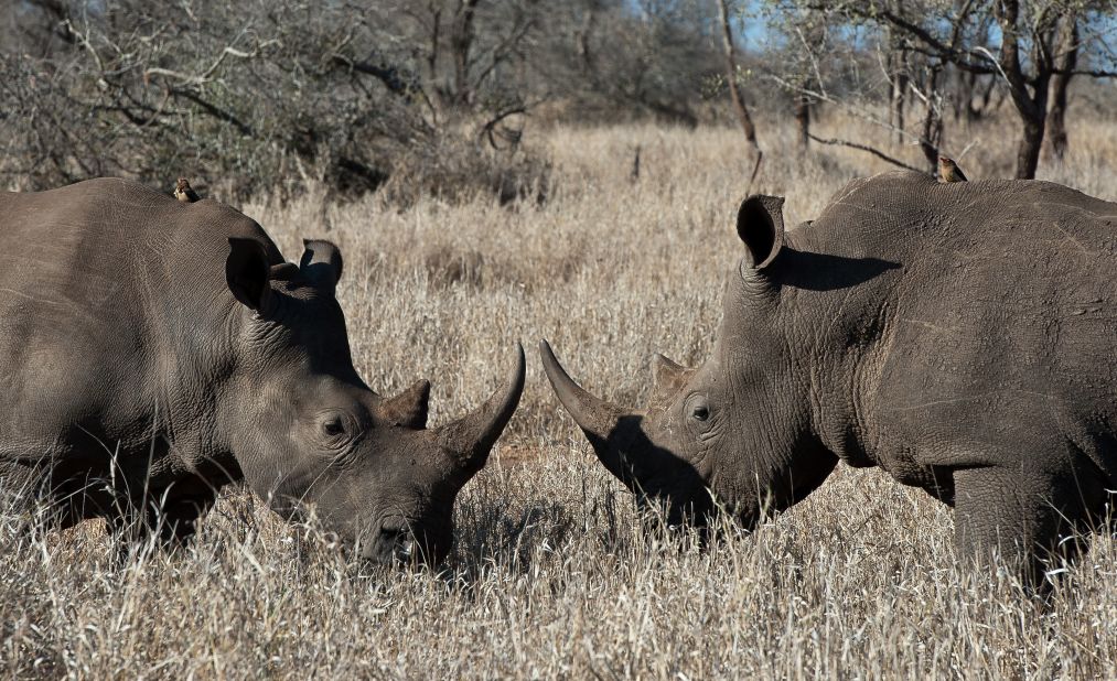 The exact price of rhino horns are hard to gauge but some believe that it is more valuable than gold.