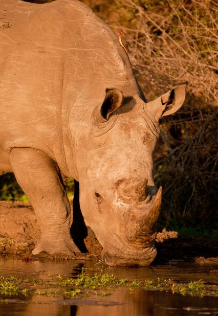 Some tourism chiefs and wildlife protection groups believe that both black and white rhinos are under threat because rhino horn is used as a medicine in Asia. 
