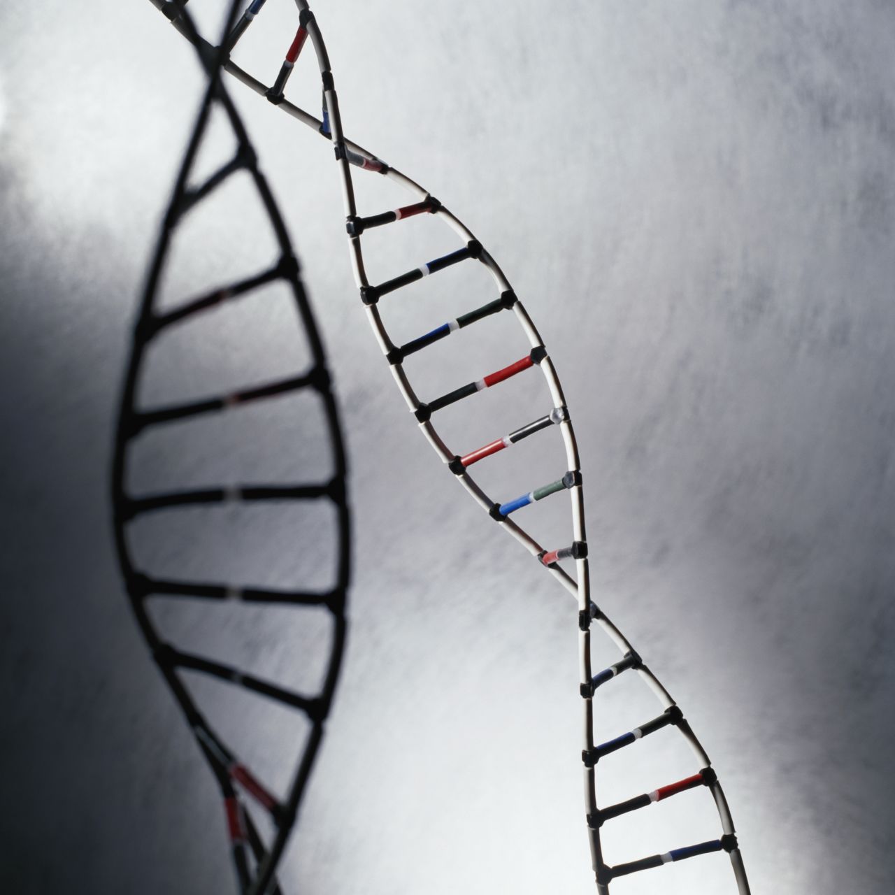 El ADN está compuesto de solo cuatro bases: A,C,T, y G. Ellas codifican toda la información genética en estructuras filiformes llamadas cromosomas.