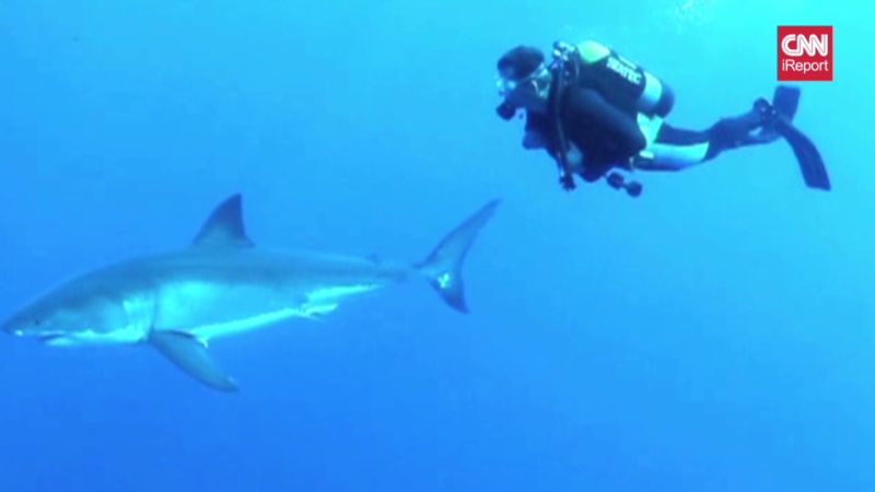 CNN iReporter swims with great white sharks. | CNN