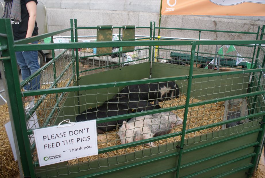 The public are given the chance to feed apple remnants to live pigs at Trafalgar Square as organizers highlight leftover waste could be fed to animals rather than growing food specially for them.