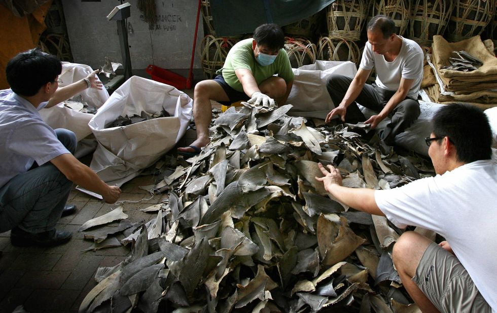 Workers prepare shark fins for sale in Hong Kong on September 1, 2007. Almost 80% of Hong Kongers now consider it socially acceptable to leave shark fin soup off the menu.
