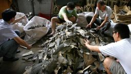 Workers prepare shark fins for sale in Hong Kong, which handles as much as 50% of world trade for the product, September 1, 2007.  
