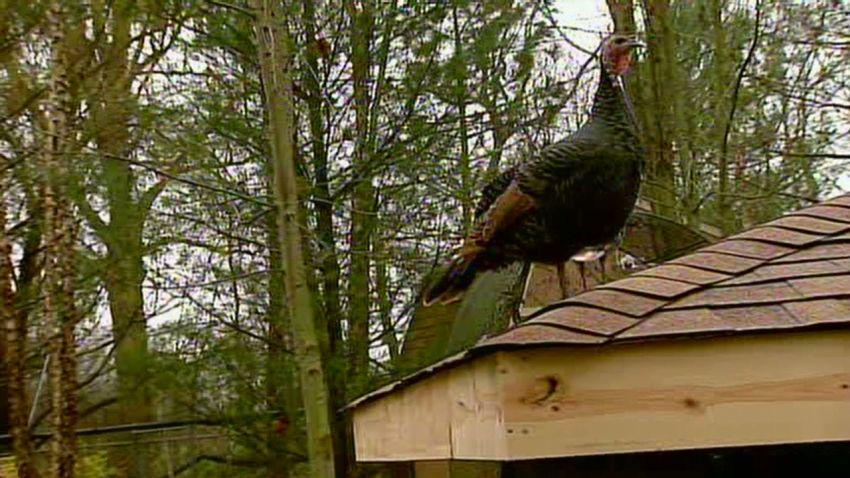 in accidental turkey farm_00010518