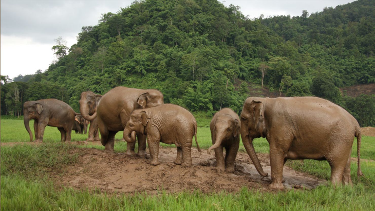 Family matters: Elephants in their natural family group at a rescue center in northern Thailand