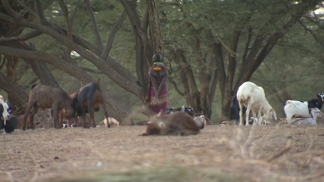 Herd sizes have been reduced dramatically for the Turkana as rains come less frequently and less predictably.