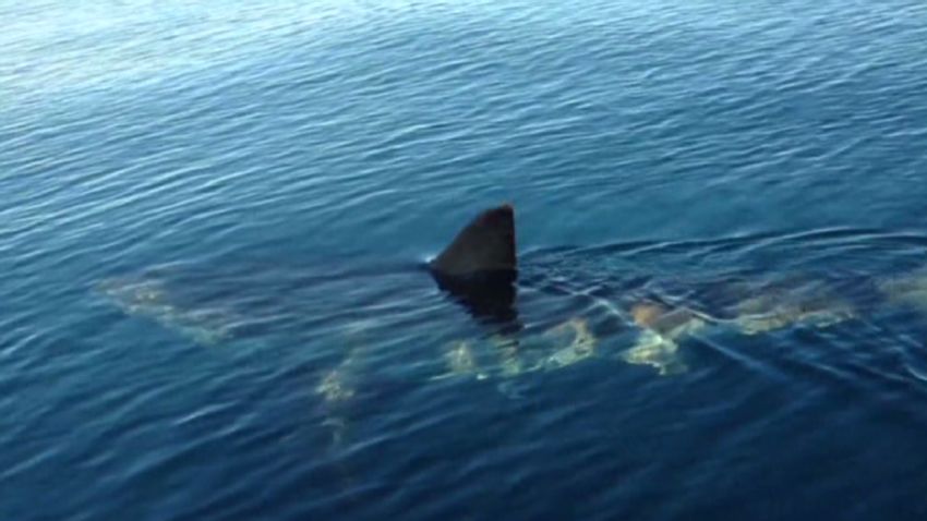 dnt.great.white.shark.spotted_00002814