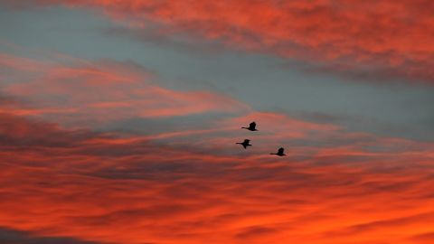 Canada geese head south in November over a farmer's field in New Berlin, Wisconsin.