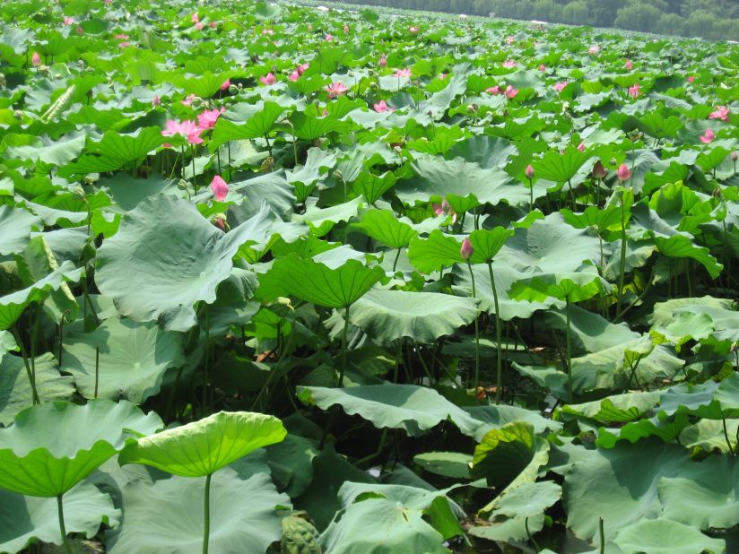 Dingjin took this photo of West Lake, in Hangzhou, China. He says: "I think you can't find another place with such a beautiful landscape like here on this Earth." But he says global warming has affected the area, with some of the wild species around the lake decreasing in number.