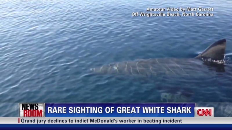 Rare sighting of a Great White shark | CNN