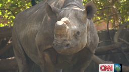 inside africa south rhino kruger battle_00023129