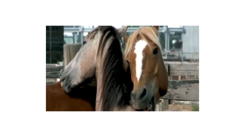 A horse slaughter ban is lifted in the U.S. | CNN