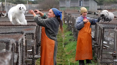 Workers handle foxes at a farm outside Minsk, Belarus. Jane Velez-Mitchell says West Hollywood's fur ban will reduce demand.