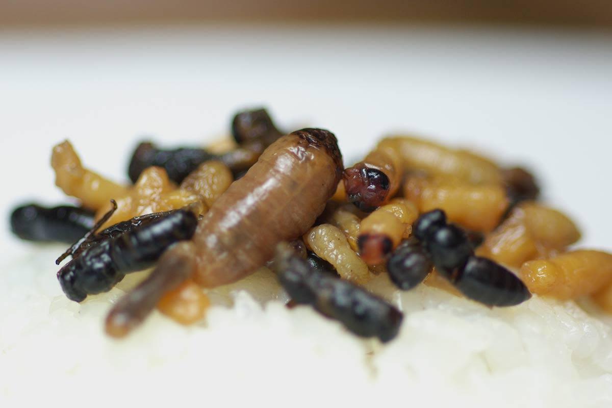 Maggot sausage and insect ice cream can help feed world, scientist