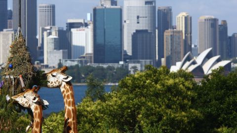  Giraffes enjoy treats hidden in christmas tree branches in their enclosure that over looks the city of Sydney during the festive celebrations at Taronga Zoo on December 21, 2006 in Sydney, Australia