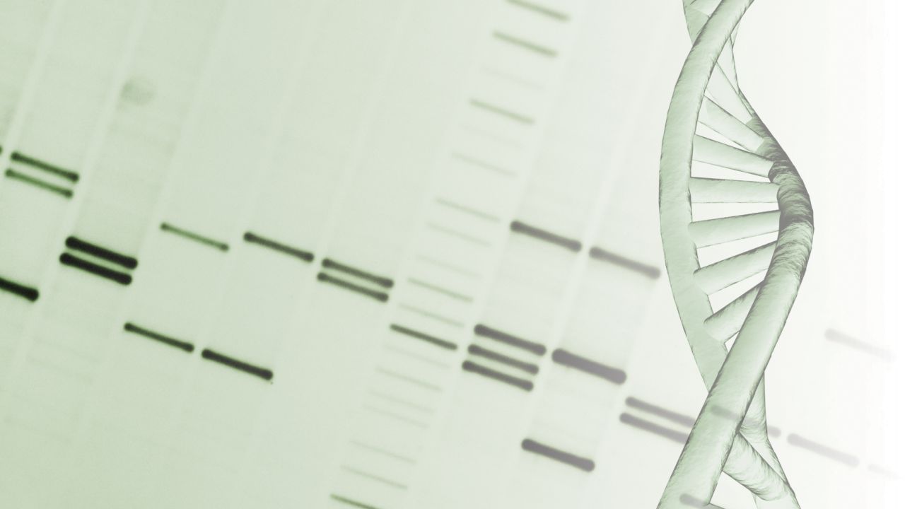 The new research introduces 400 million letters to the previously sequenced DNA.