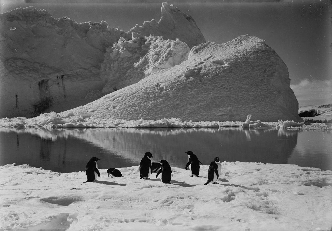 The pictures were taken to illustrate lecture tours on the group's return, to help finance the expedition. Photo: Penguins frolicking by an iceberg.