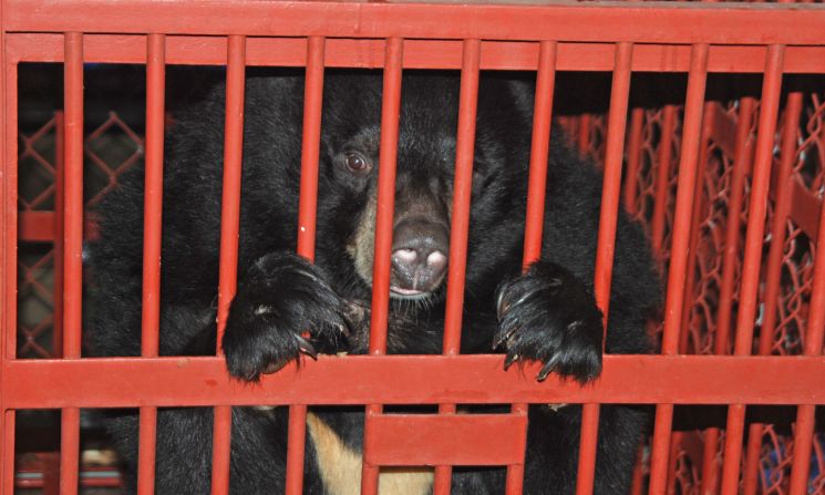 Rescued Moon Bears must spend at least three months in quarantine.