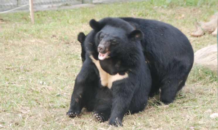 Moon Bears, normally solitary animals in the wild, learn to socialize at the facility.