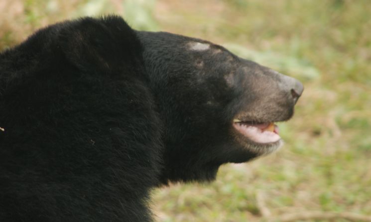 Bald patches from repetitive behaviours are signs of recent captivity on bear farms.