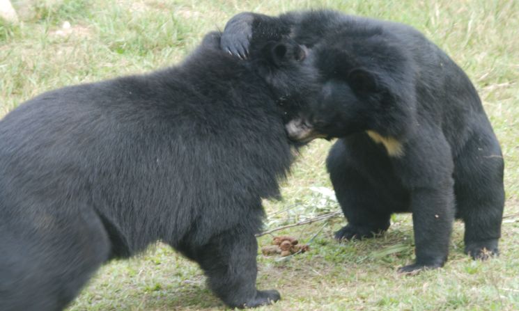 Not much is known about the behavior of Asiatic bears in the wild.