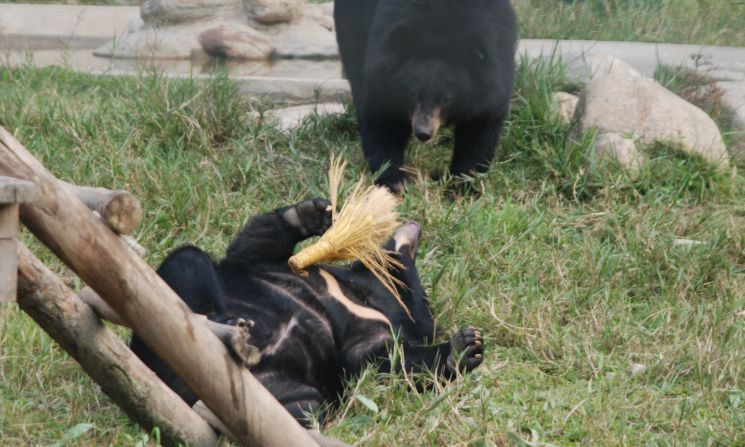 Toys are a key part of the bears' rehabilitation.