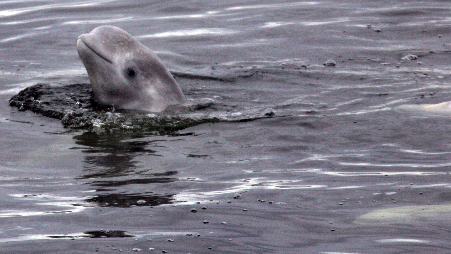 A young beluga whale pokes its head out of the waters of the White Sea near the Solovetsky Islands in 2008.