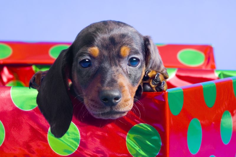 Gift box to put a store puppy in