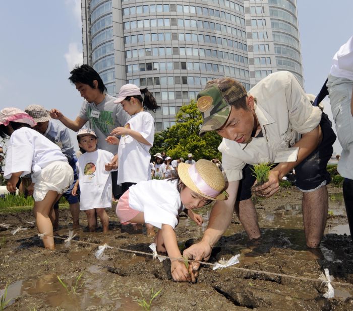 Participants plant rice on the Roppongi Hills' rooftop rice field, in Tokyo on May 17, 2008. Around 130 participated in the rice planting event, held on the top of the building, which was built for environmental education purposes, and also helps to keep down electricity usage as the garden on the roof helps to insulate the structure in summer.