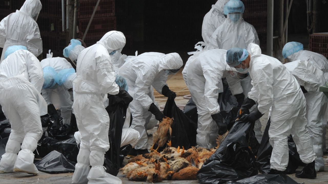 Authorities in Hong Kong culled 17,000 chickens earlier this month, after three birds tested positive for the H5N1 strain of bird flu. 